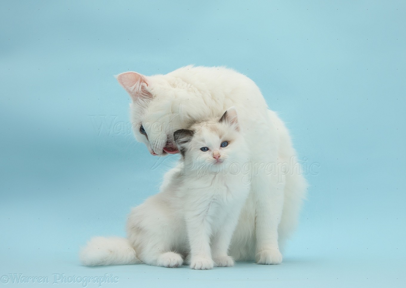 27119-Maine-Coon-cross-mother-cat-licking-her-kitten.jpg