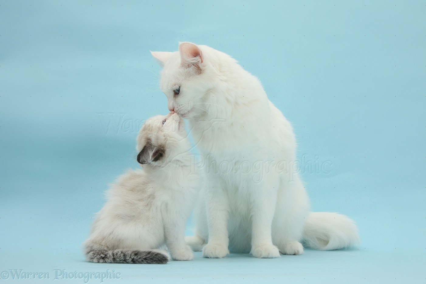 27127-Maine-Coon-cross-mother-cat-licking-her-kitten.jpg