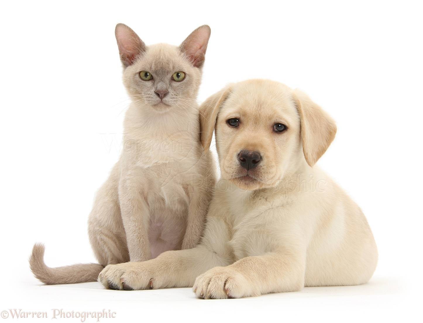 31014-Yellow-Labrador-Retriever-pup-and-young-Burmese-cat-white-background.jpg
