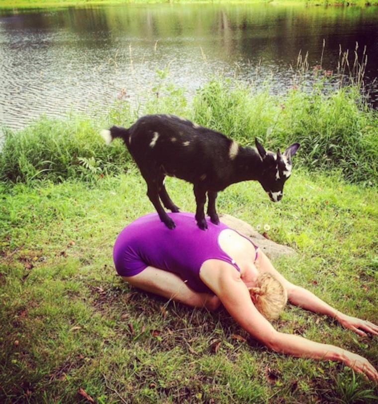goat-yoga-5.jpg