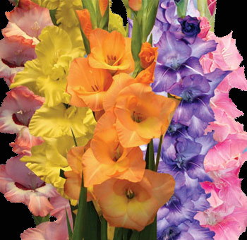Assorted-Gladiolus-Flowers.jpg