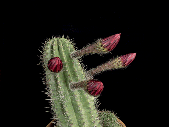 Wired-Yes-4-Flower-Timelapse_006.gif