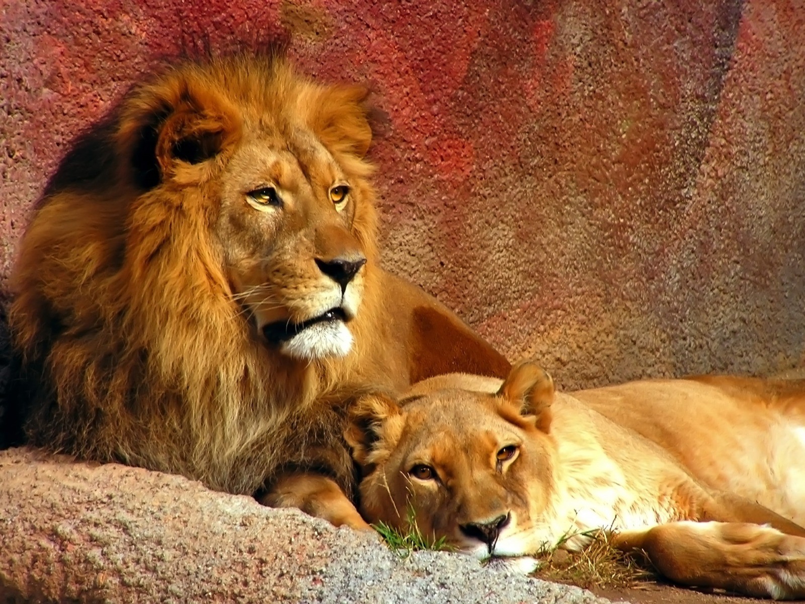 Animals___Wild_cats_For_the_lion_lioness_047289_.jpg