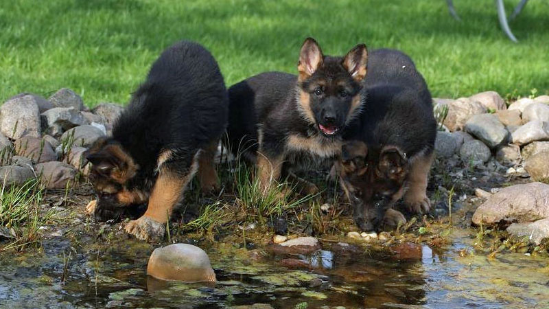 german-shepherd-puppies-for.jpg