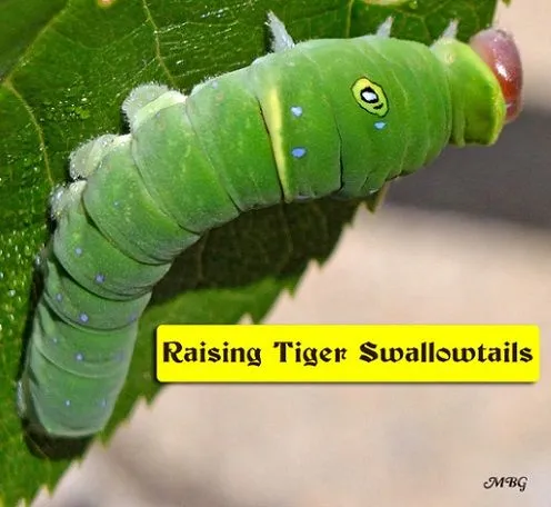 01.22.1019 Eastern Tiger Swallowtail Caterpillar.webp