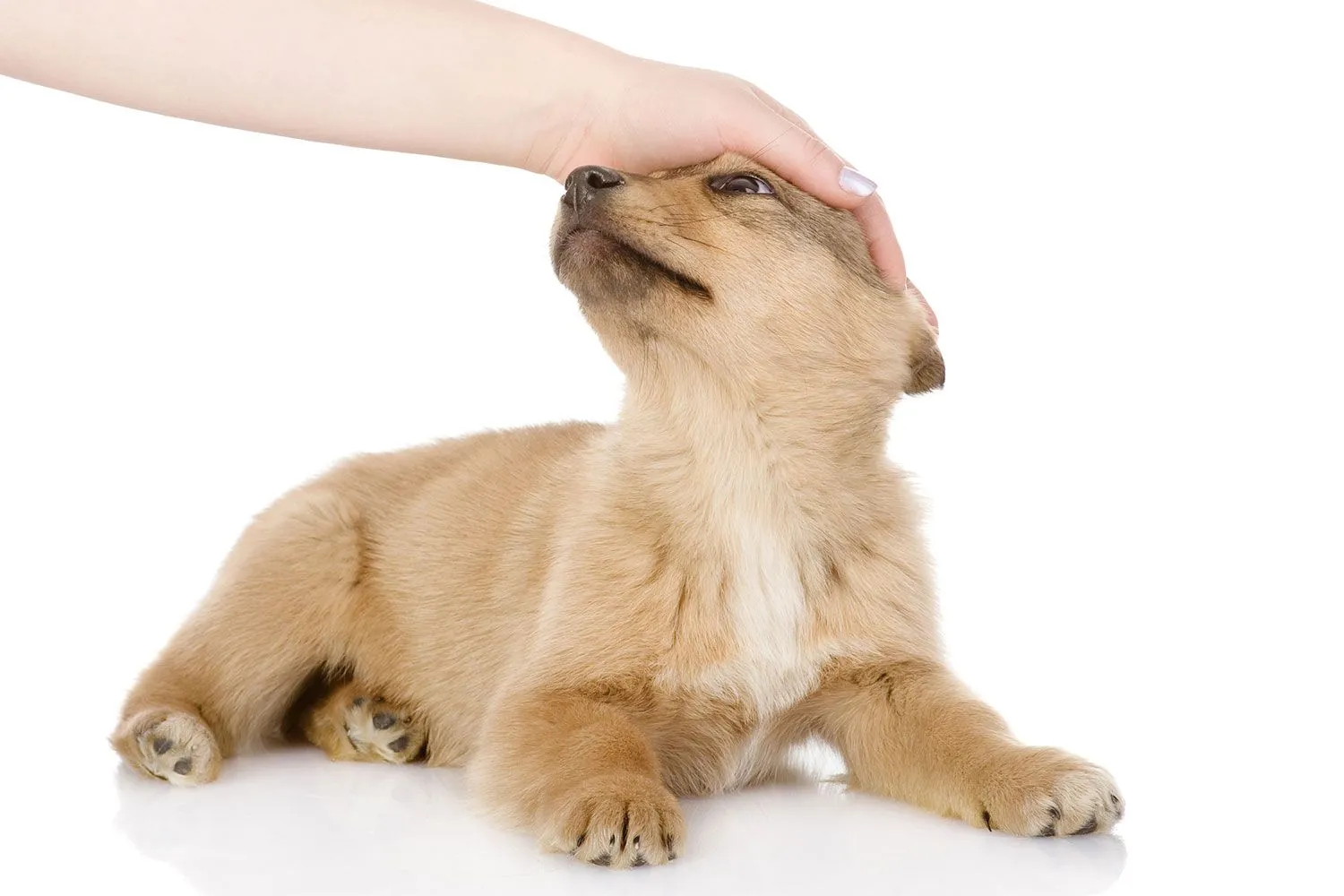 080818-dog-3.jpg