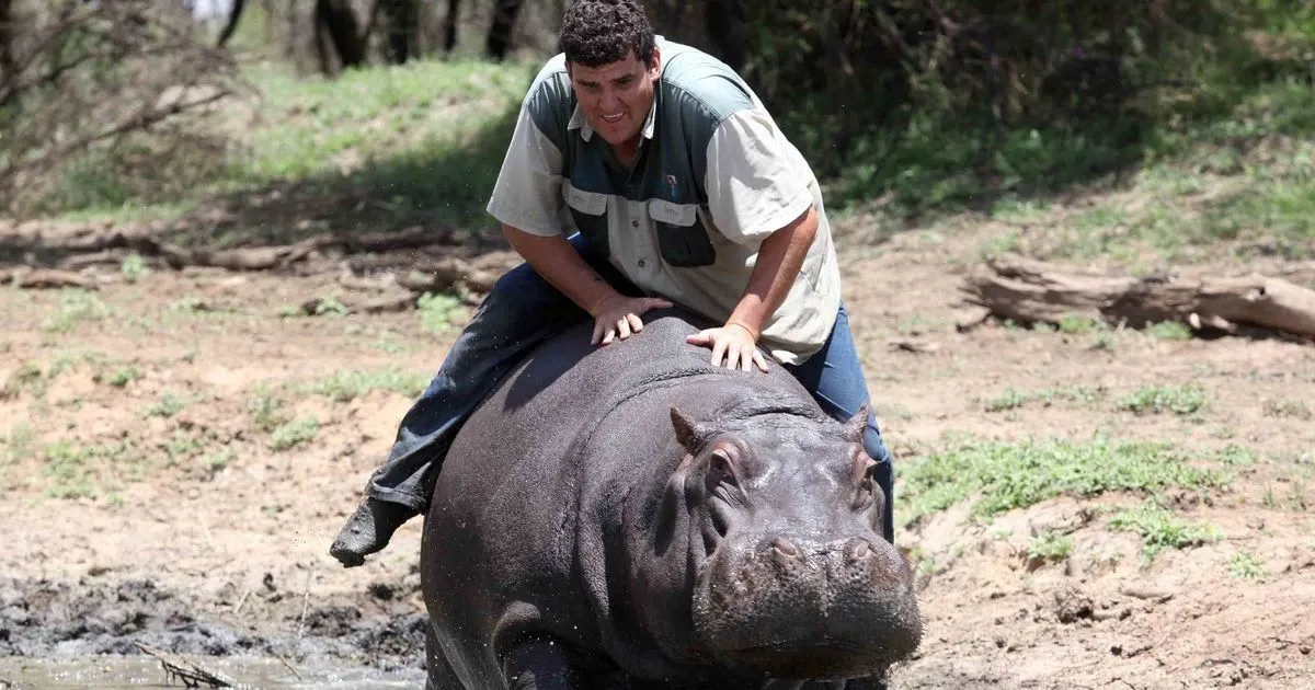 0_My-Pet-Hippo.webp
