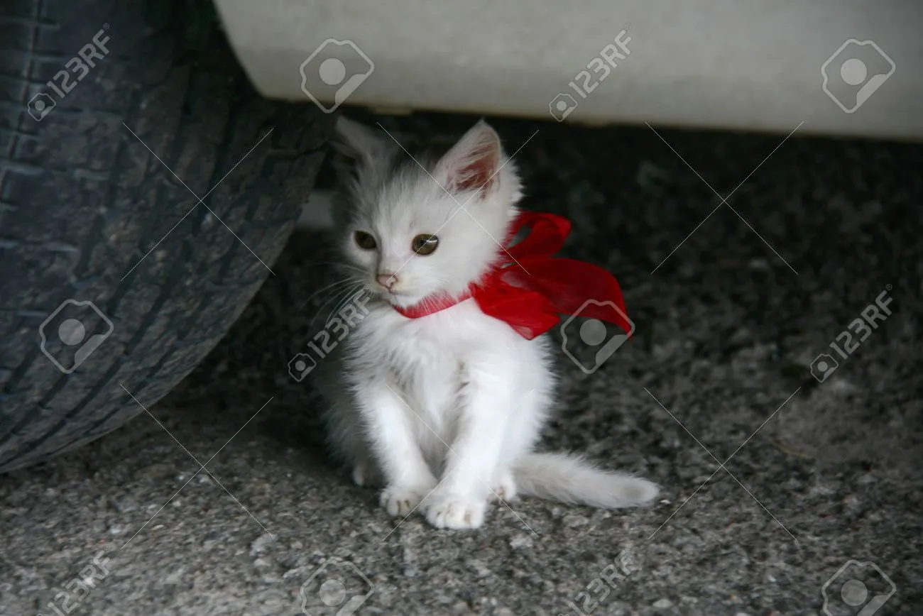 10203705-white-kitten-with-a-red-ribbon-tied-bow.webp