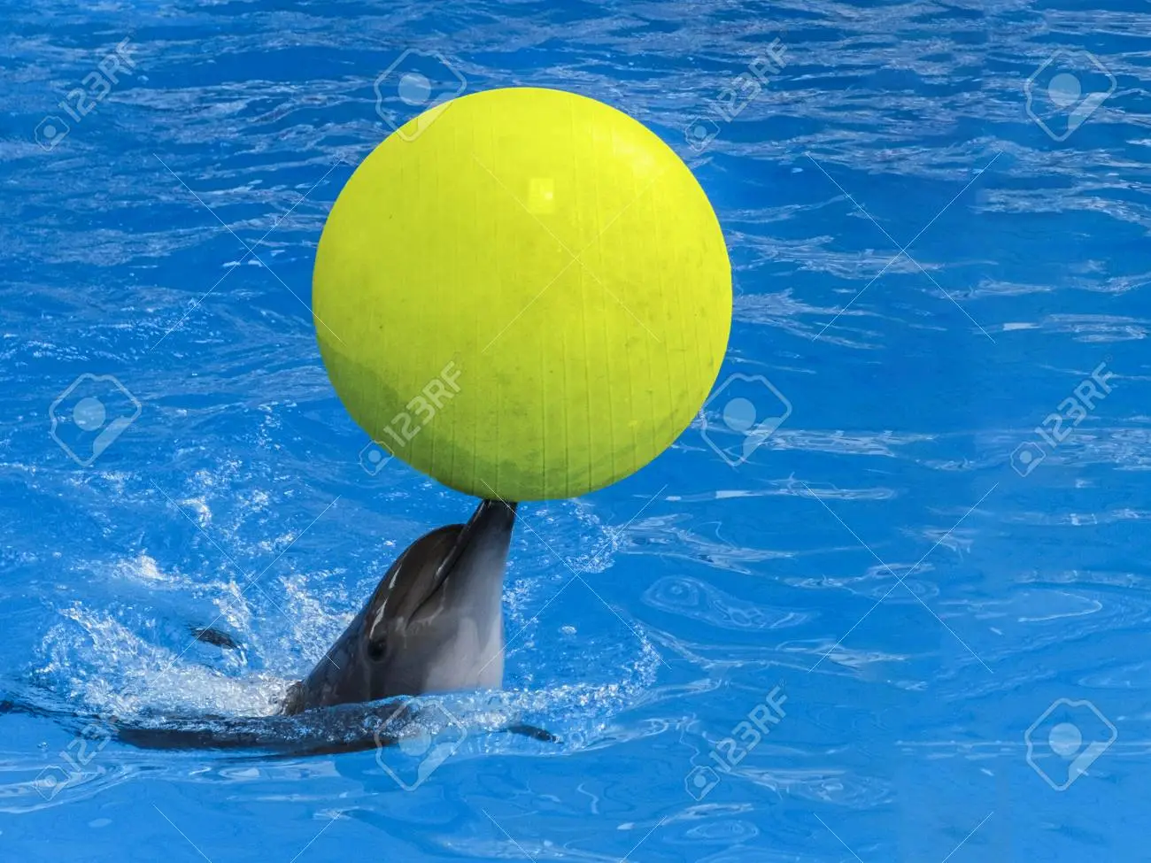 109102939-a-dolphin-with-a-yellow-ball-on-his-nose-in-blue-water-.webp