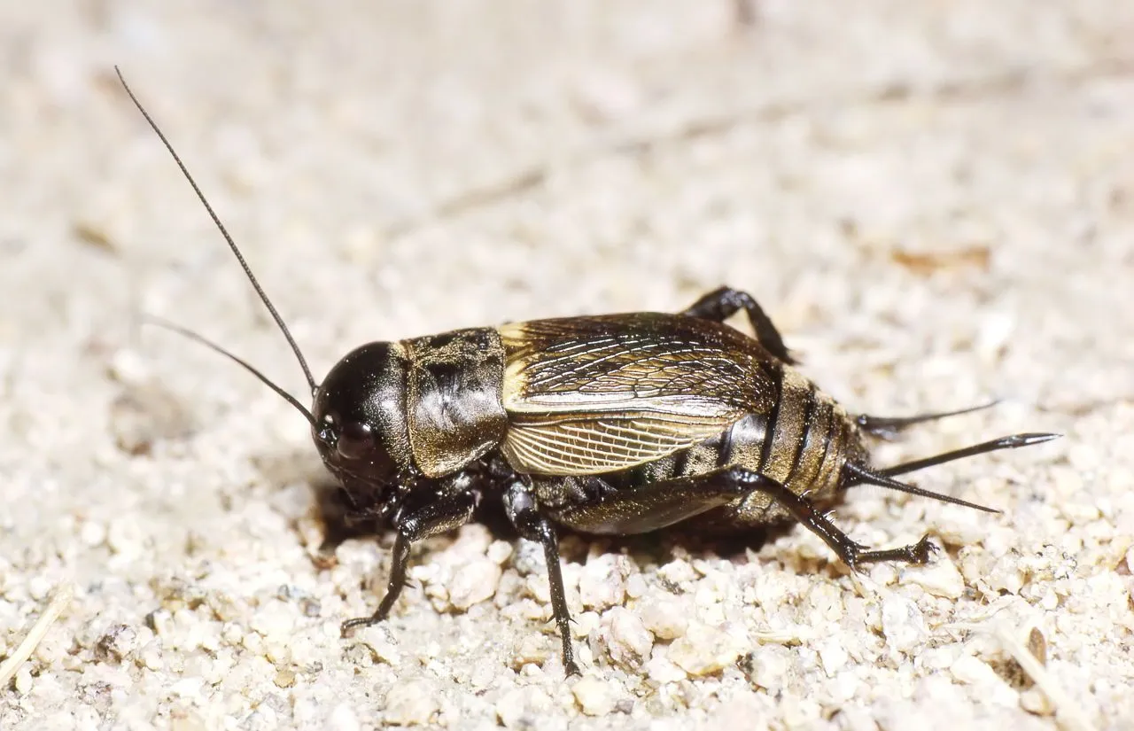 1280-667802548-field-cricket-female.webp