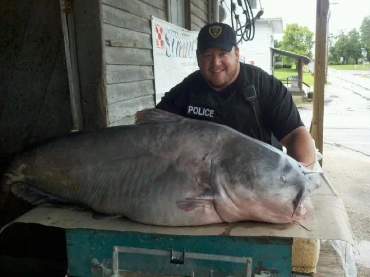 130 world rec bluecat.webp