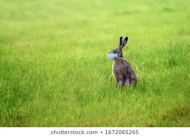 1586204417238.webp