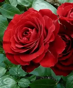1587535988854.webp