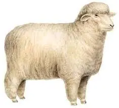 sheep | Characteristics, Breeds, & Facts | Britannica