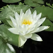 1588728060791.webp