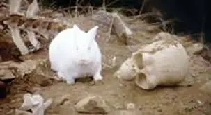 Vorpal bunny - Killer rabbit - Monty Python - Pointy teeth ...