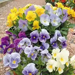 1589665227978.webp