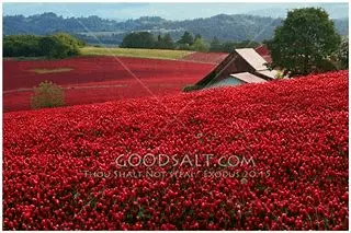 1590483357508.webp