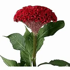1590483704413.webp
