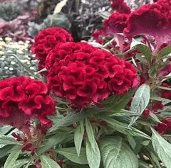 1590483809433.webp