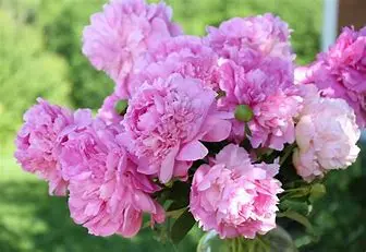 1590484525455.webp
