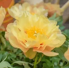 1590484614552.webp