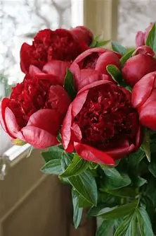1590484775753.webp