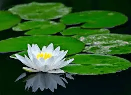 1592928115211.webp