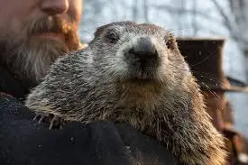 Six more weeks of winter? Punxsutawney Phil makes his Groundhog Day  prediction