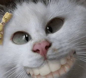 1594335276868.webp