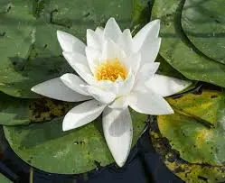 1600626772600.webp
