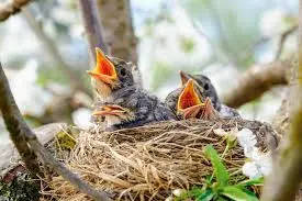 122 Baby Birds Mouths Open Photos - Free & Royalty-Free Stock Photos from  Dreamstime