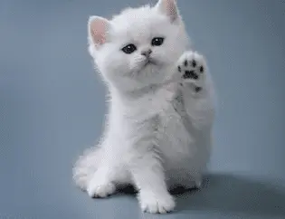1606746858370.webp