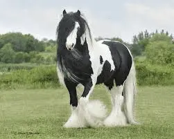 1615174610922.webp
