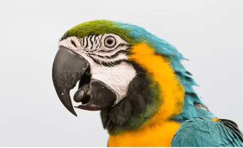 1616846896447.webp