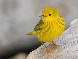 1621377644549.webp