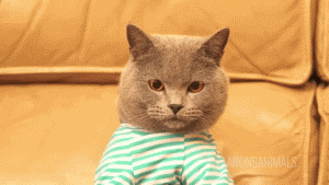 1630436599025.gif