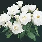 1642694054304.webp