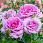 1642694087022.webp