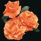 1642694126651.webp