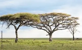 1652113663921-png.642357