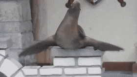 1663124173137.gif
