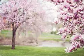 1680385341322.webp