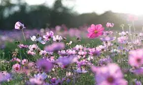 1680385385105.webp