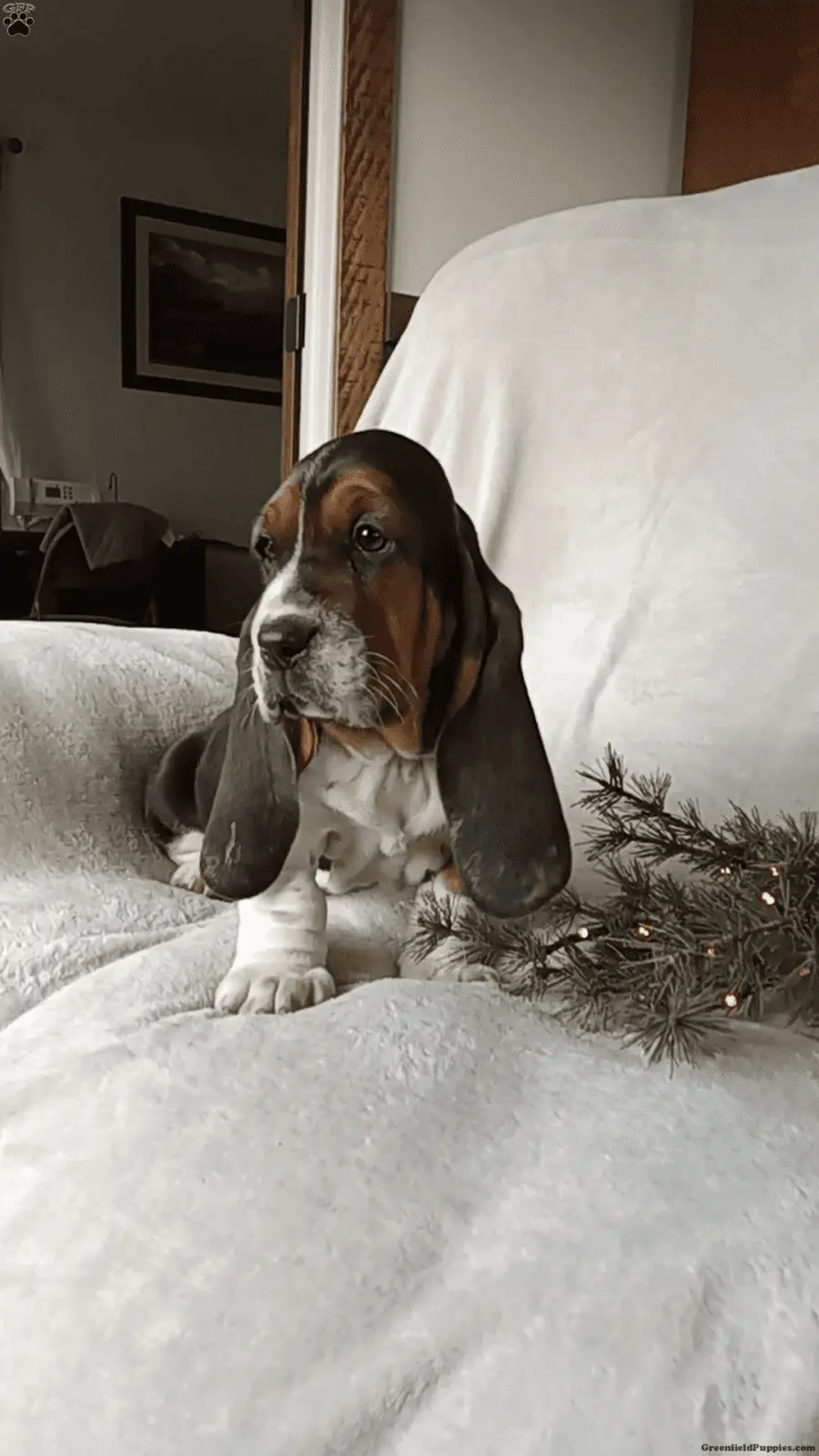 1734795759792-png.1056290