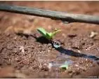 What's next for drip irrigation? - ISRAEL21c