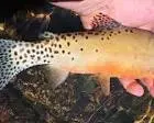 Rio Grande Cutthroat Trout - NMDGF