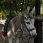 Bit Donkey Stock Photos - Free & Royalty-Free Stock Photos ...