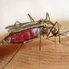 Florida's mosquitoes can make you sick: Here's how to ...