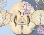 Neurogenesis How To Grow New Brain Cells Naturally